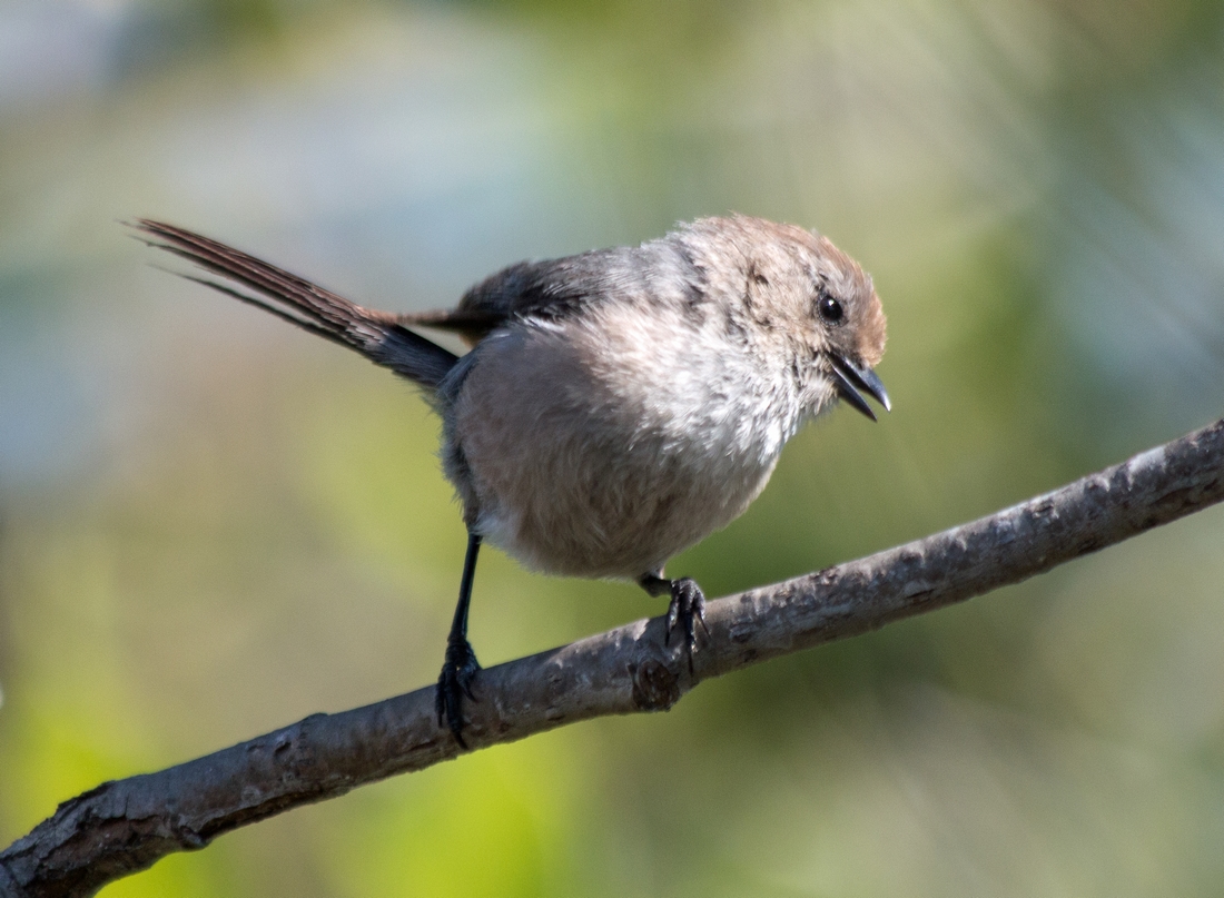 n_Bushtit.jpg