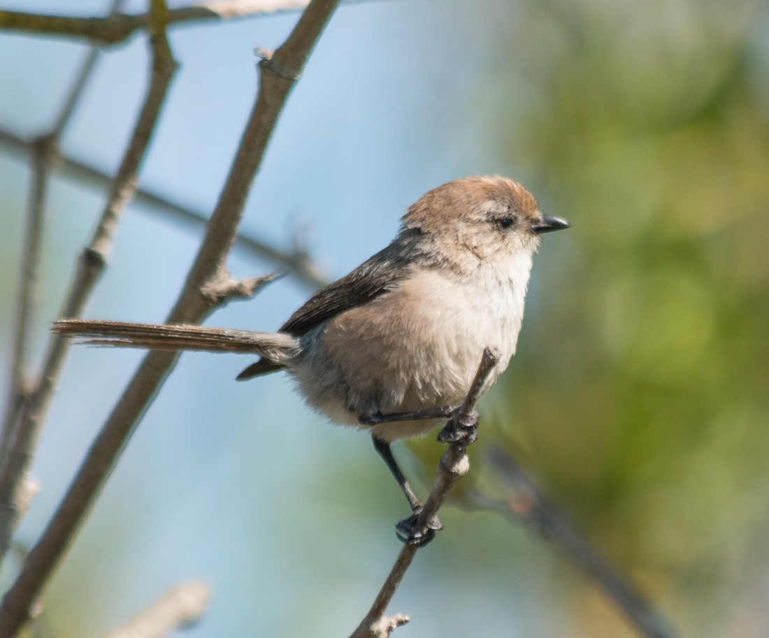 n_Bushtit2.jpg