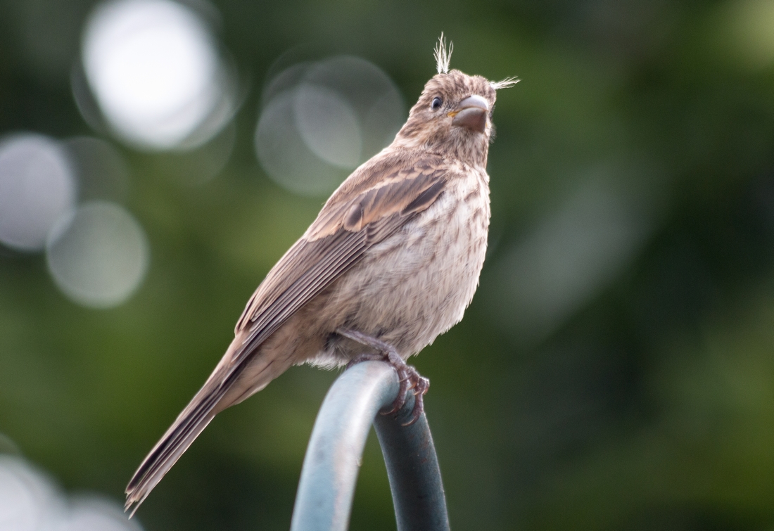 n_EyeBrowBird.jpg