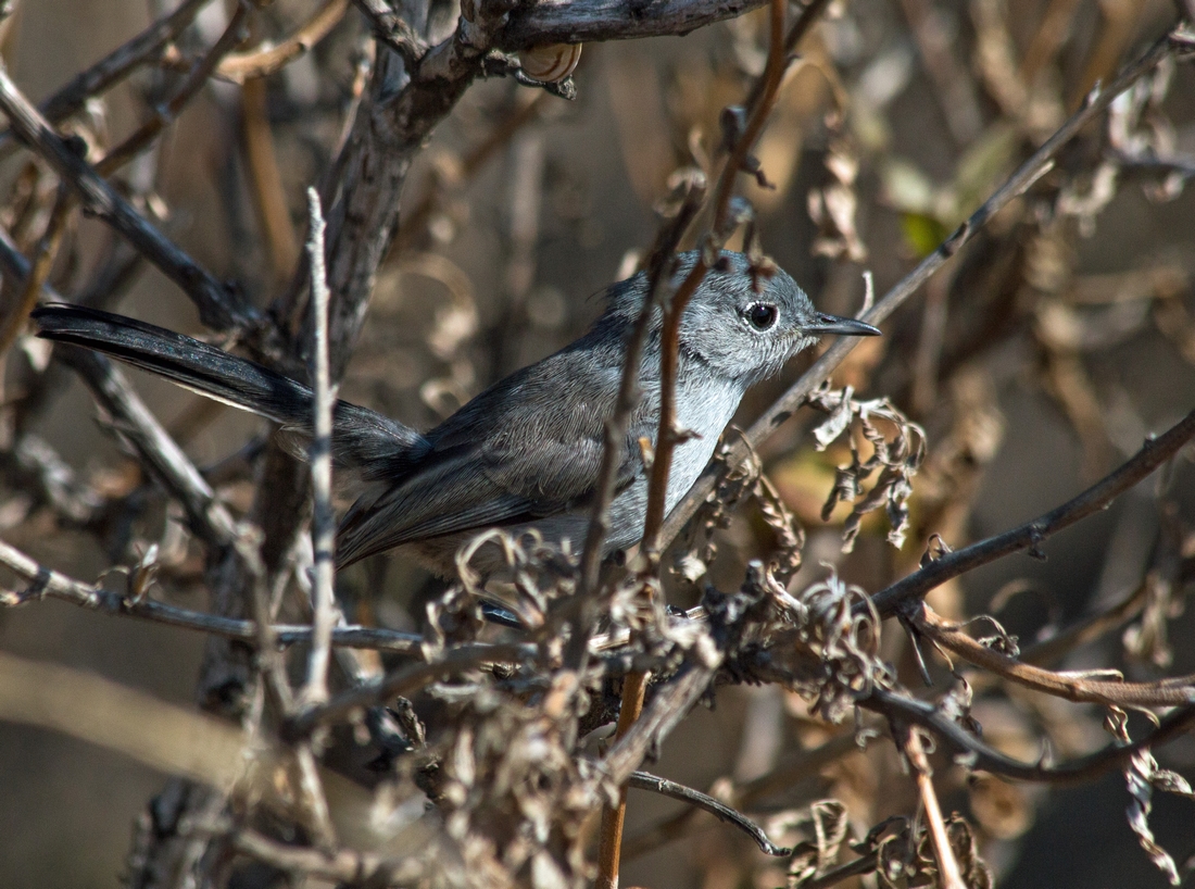 n_GnatCatcher.jpg