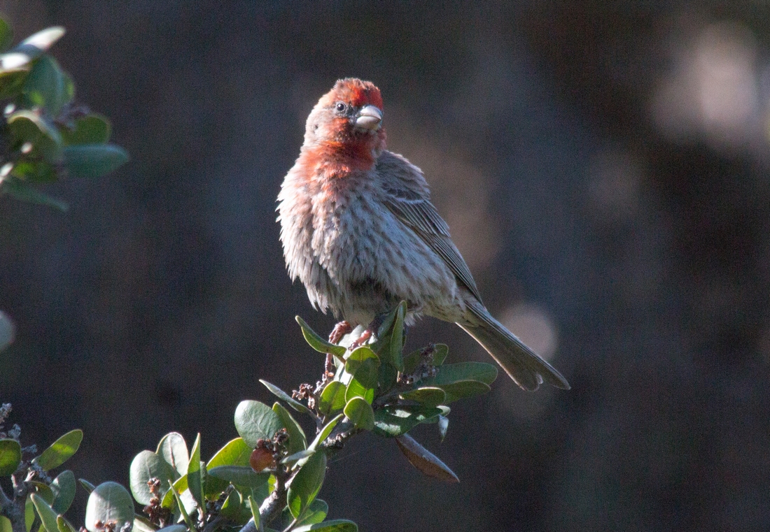 n_HouseFinch.jpg