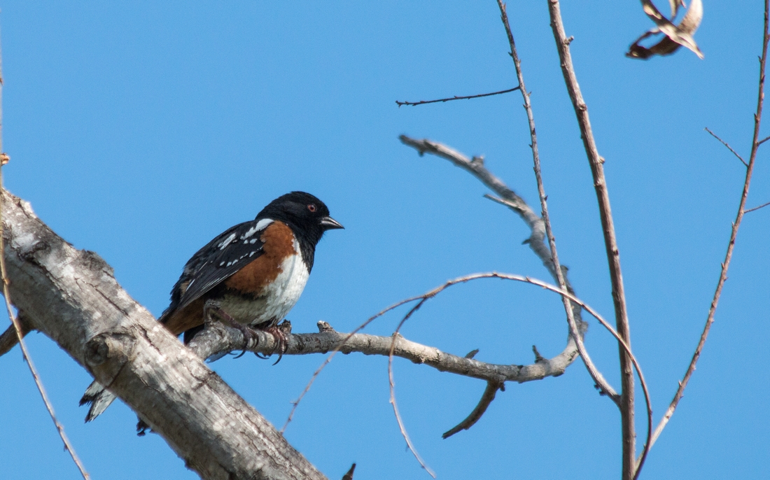 n_SpottedTowhee.jpg