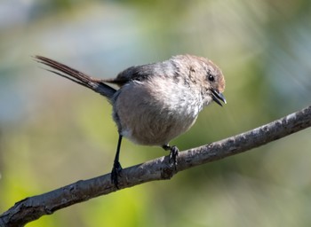 Bushtit.jpg