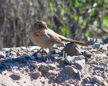 CTowhee.jpg