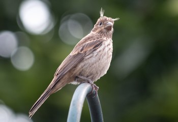 EyeBrowBird.jpg