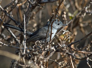 GnatCatcher.jpg