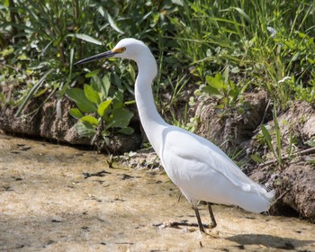 GreatEgret.jpg